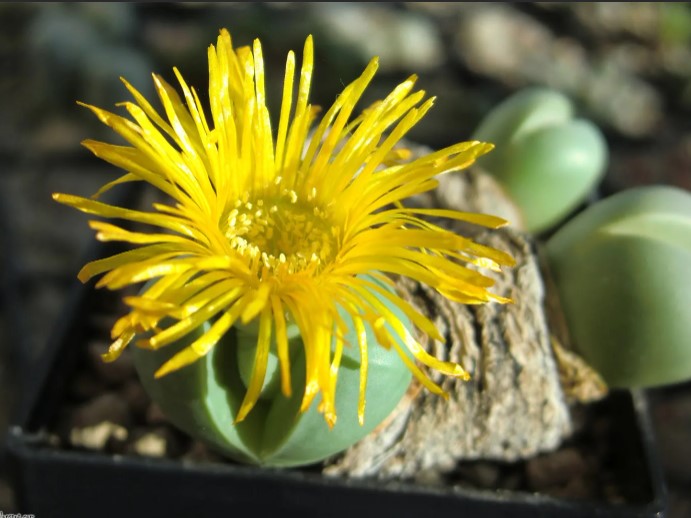 Аргиродерма Lithops Argyroderma