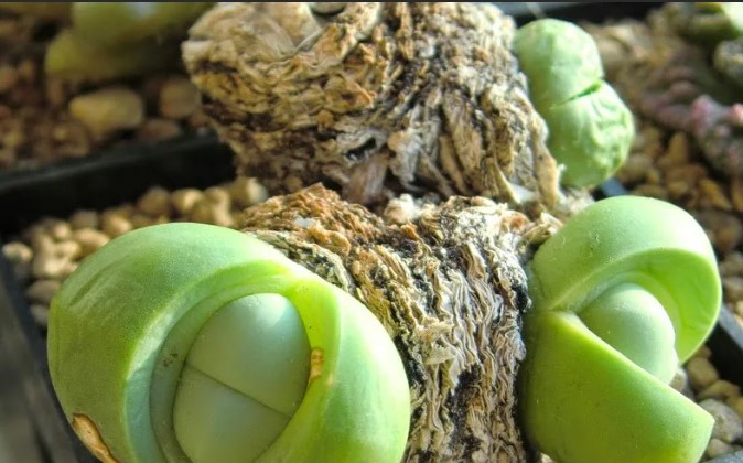 Аргиродерма Lithops Argyroderma