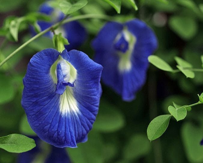 Clitoria ternatea - Клитория тройчатая, Синий чай - купить семена на Tropics Seeds.