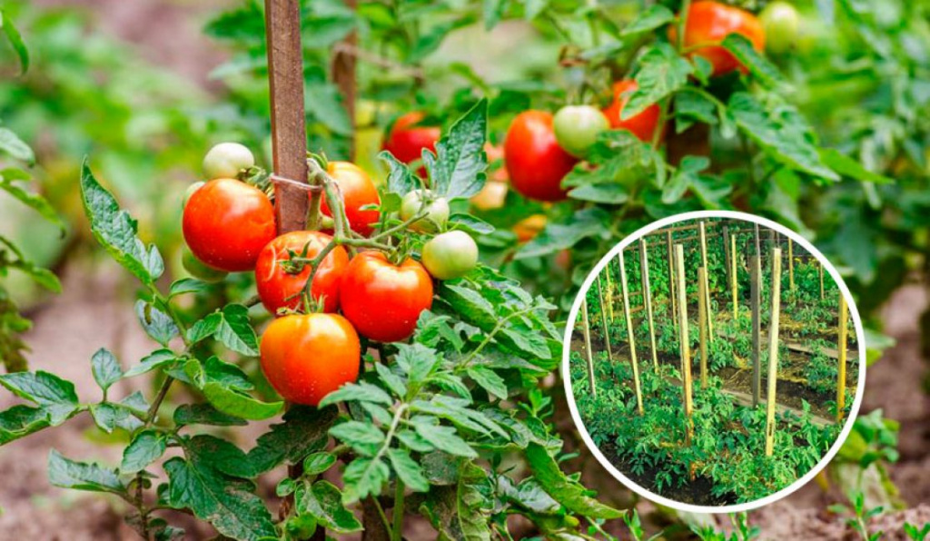 Подвязка томатов - это совсем не сложно, но для тех, кто только начинаетсвою огородную карьеру - очень нужная информация.