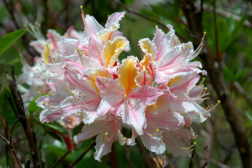   Rhododendron OCCIDENTALE